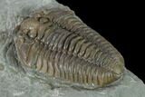 Prone Flexicalymene Trilobite - Mt Orab, Ohio #137268-3